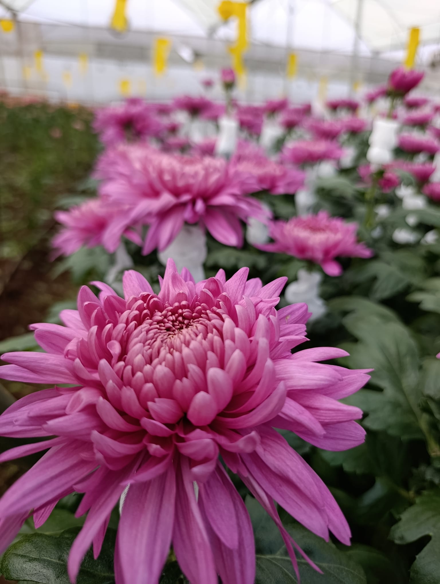 Flower Market in the Democratic Republic of Congo (DRC)