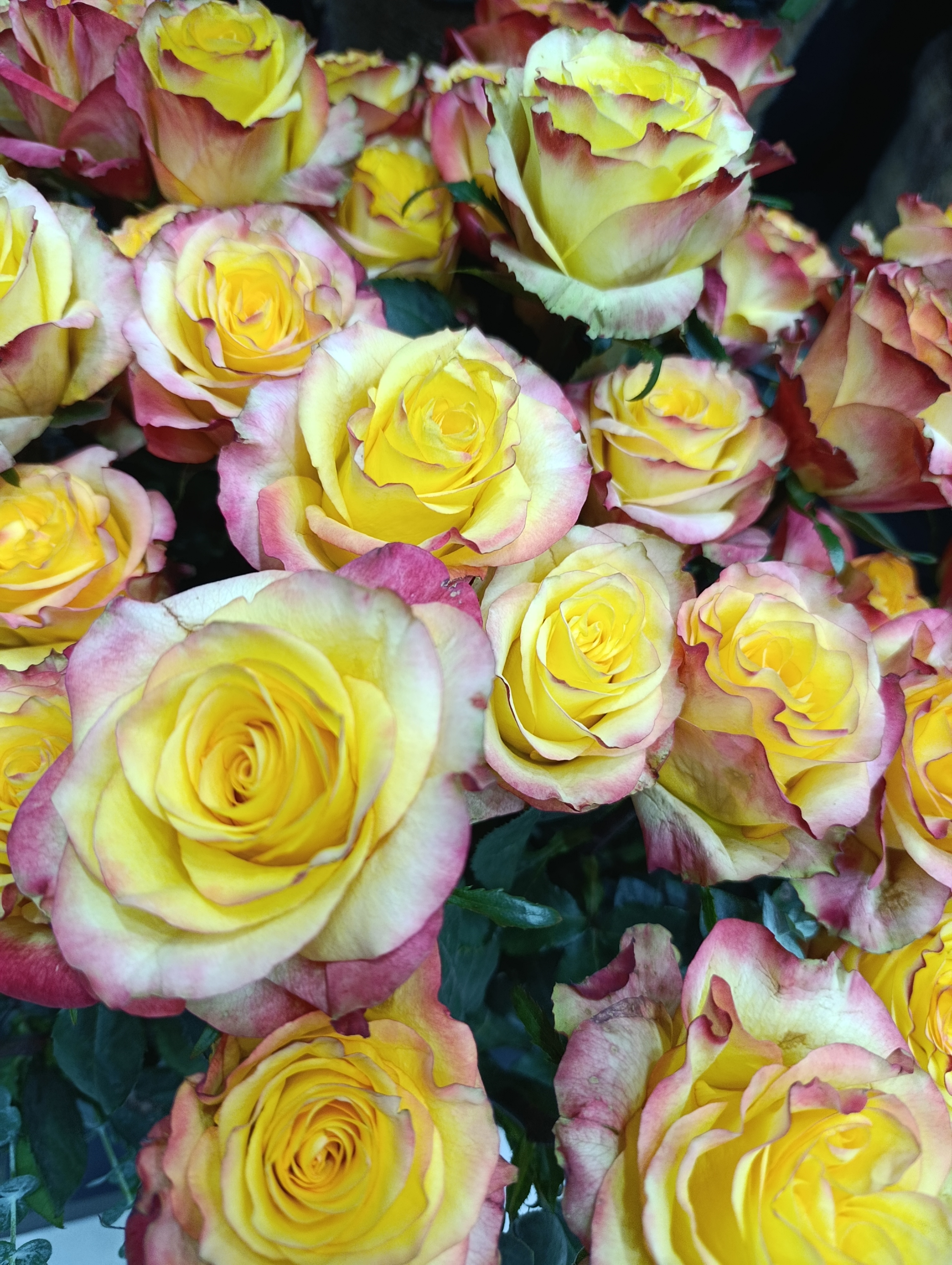 Premium-Blumenlieferant – Direktimport aus Kenia und Äthiopien