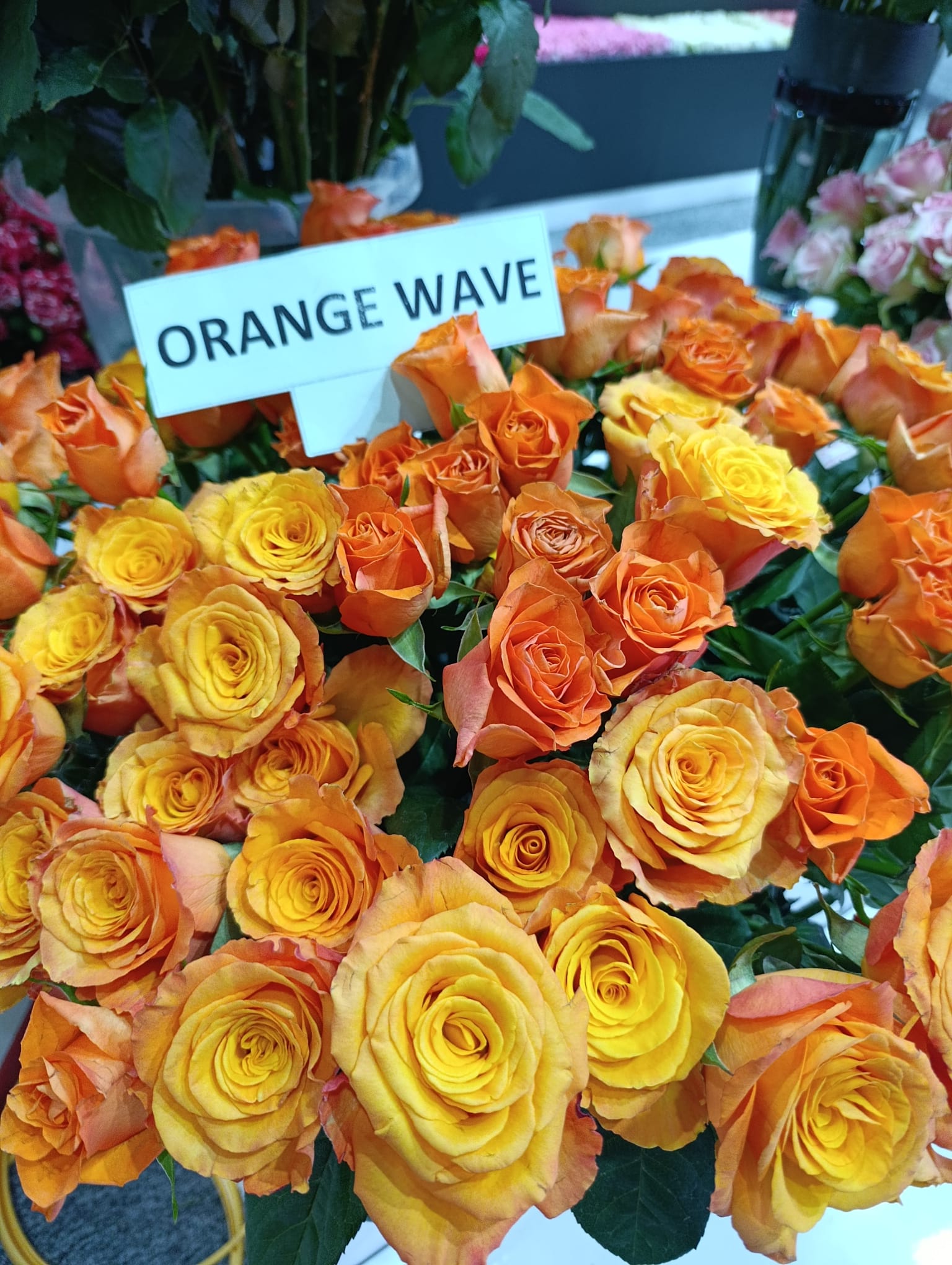 Roses Exporter from Kenya: Types of Roses, Quality & Sourcing Guide
