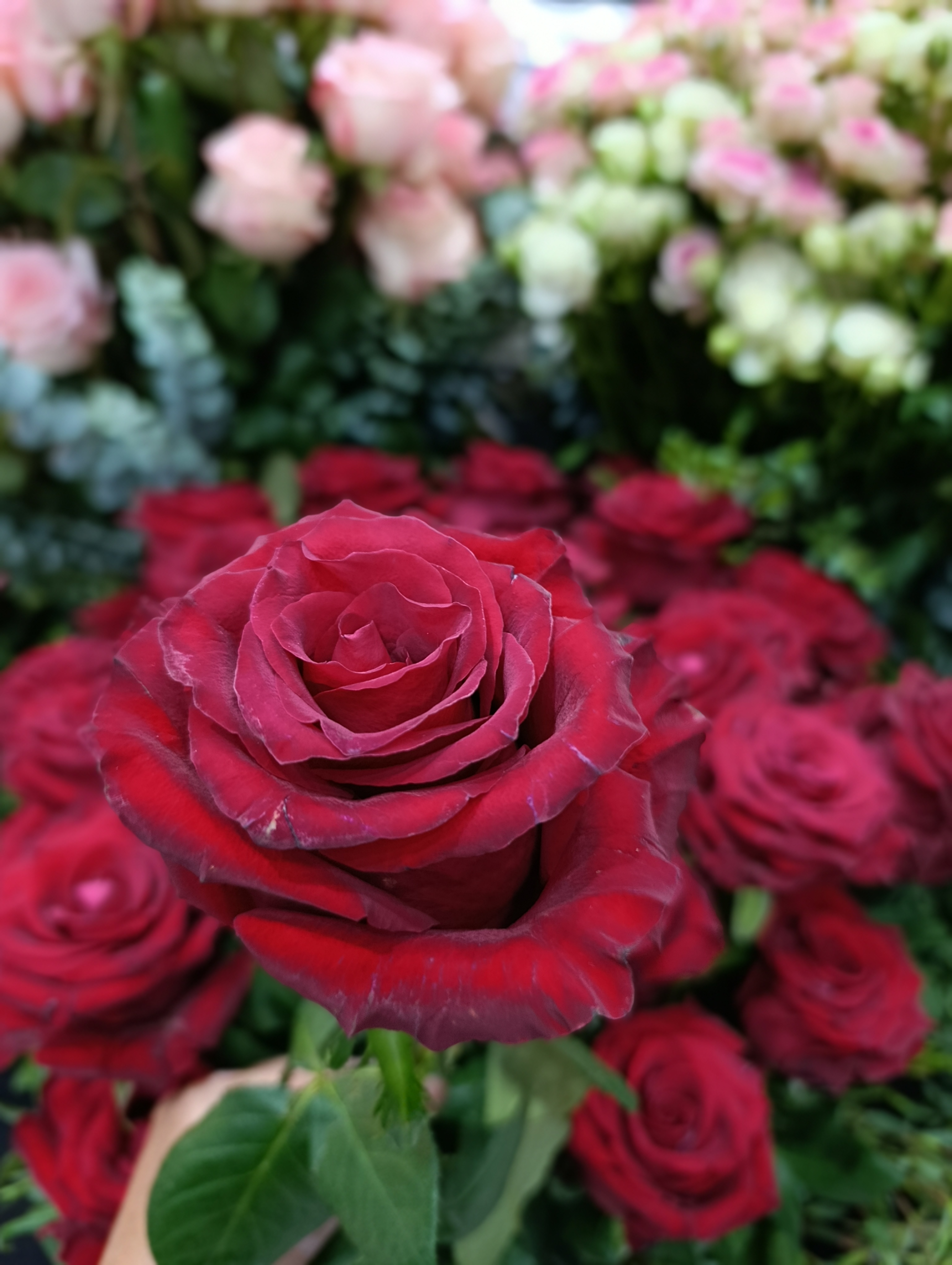 Wholesale Flower Supplier from Ethiopia: Complete Product Guide for Importers