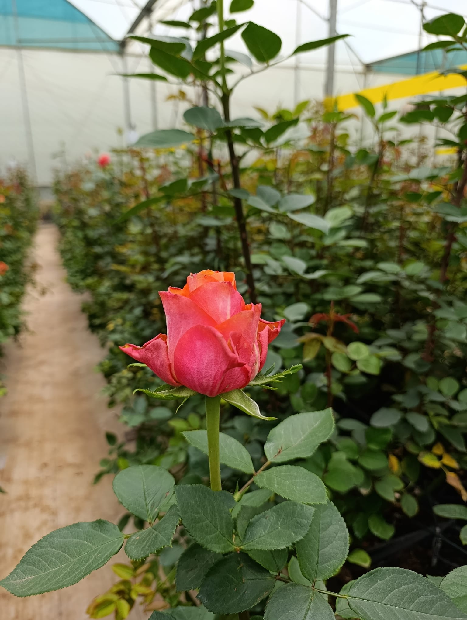 Top Mistakes Flower Importers Make (And How to Avoid Them)