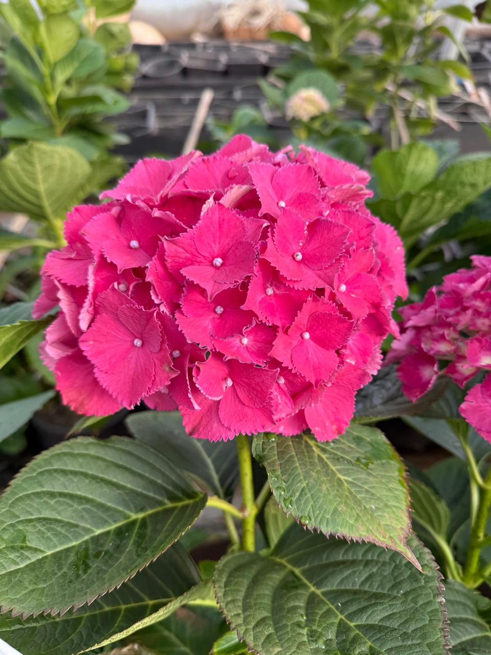 Why Your Flower Orders Fail (And How to Fix It)