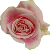 Understanding the Flower Market in Romania