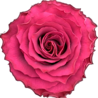 Best Roses for Weddings: What Florists Should Choose