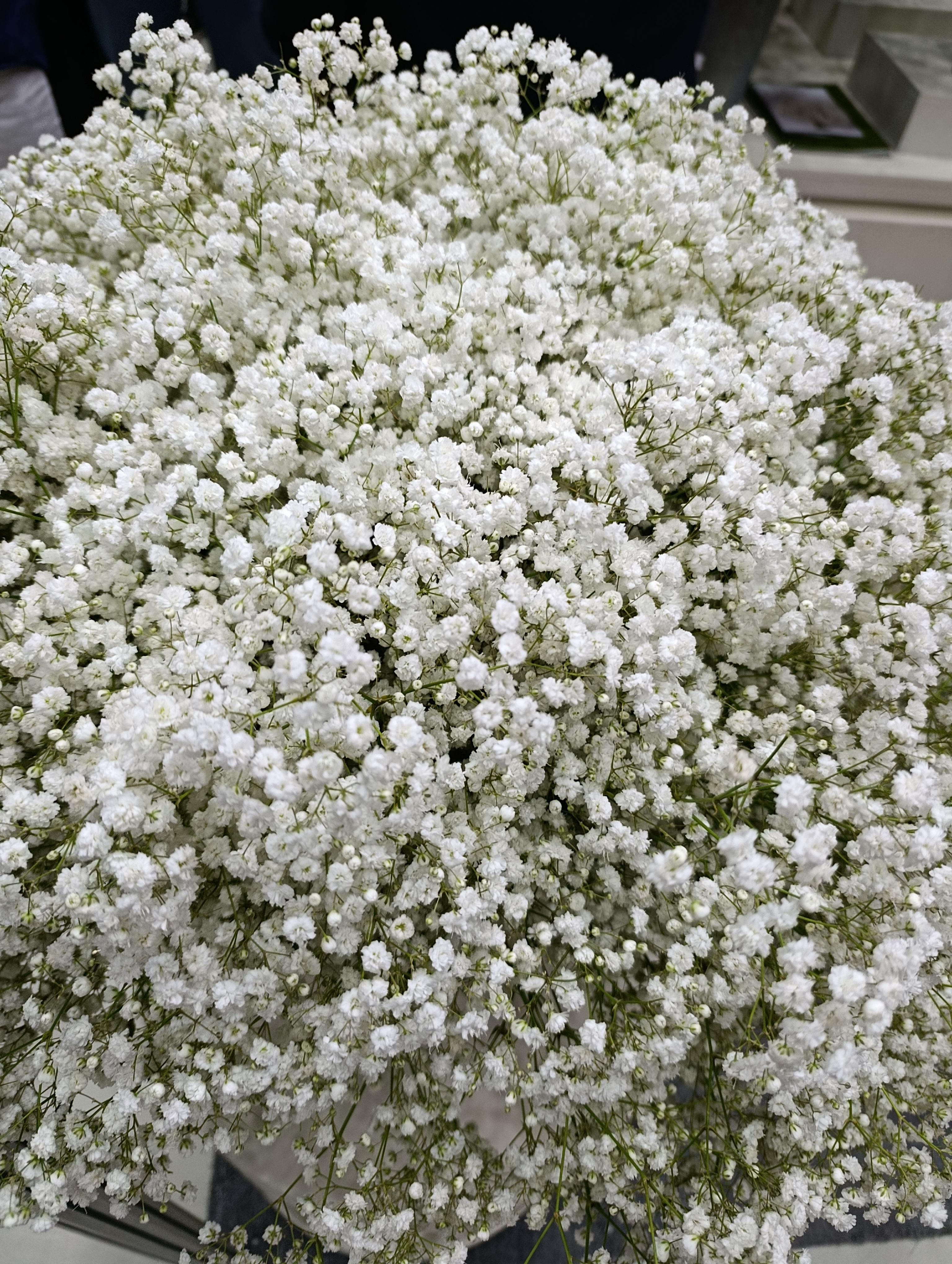 How Wholesale Flower Supply Works from Africa (Step-by-Step)