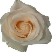 Where Do Florists Source Their Flowers? (Behind the Supply Chain)