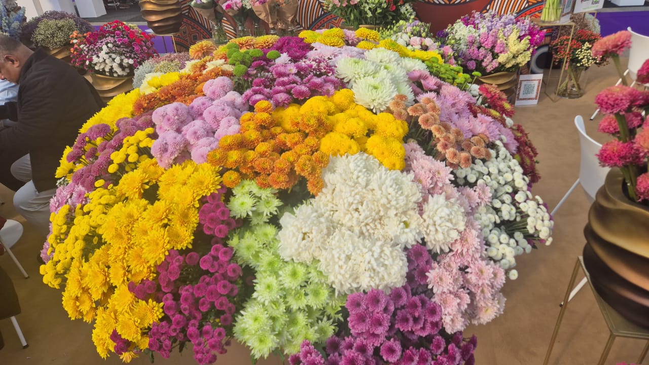 Weekly Flower Price Trends from Kenya & Ethiopia (2026 Update)