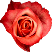 Rose Quality in Algeria: How It Compares to Kenya and Ethiopia