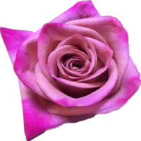 Guide complet pour importer des fleurs fraîches depuis le Kenya et l’Éthiopie (logistique, coûts, délais)