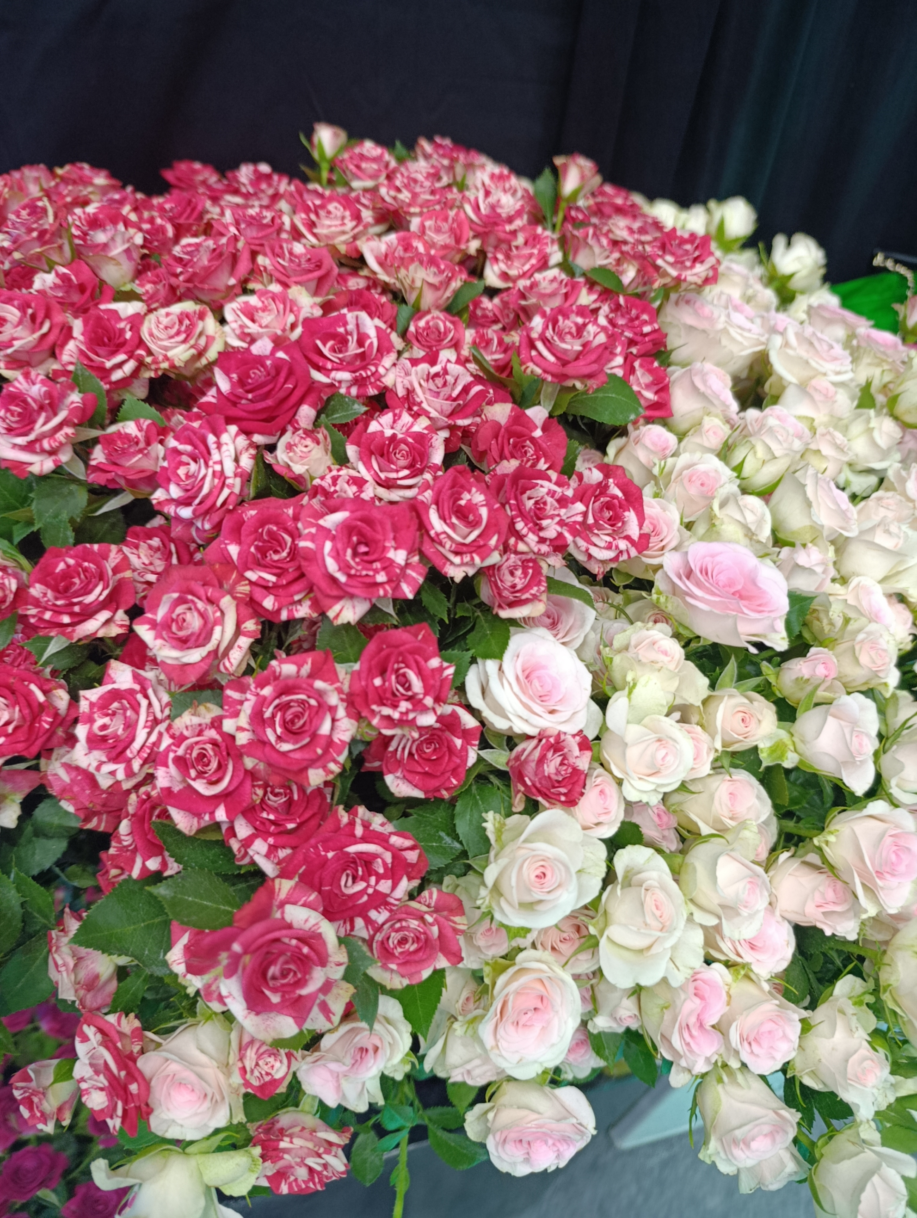 Top 5 Flowers Exported from Kenya