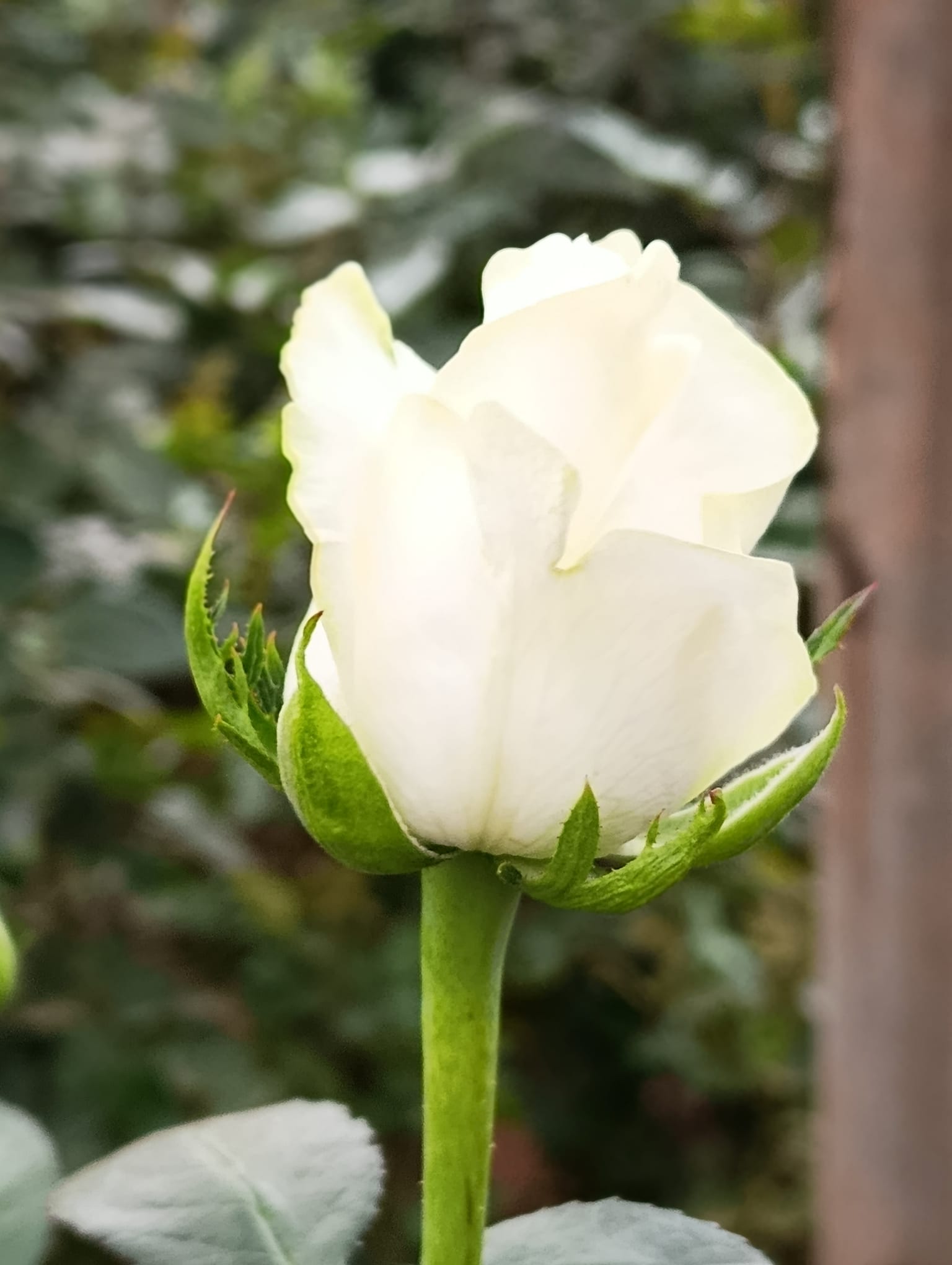 Flower Exporter Kenya – Reliable Wholesale Flower Supply for International Buyers