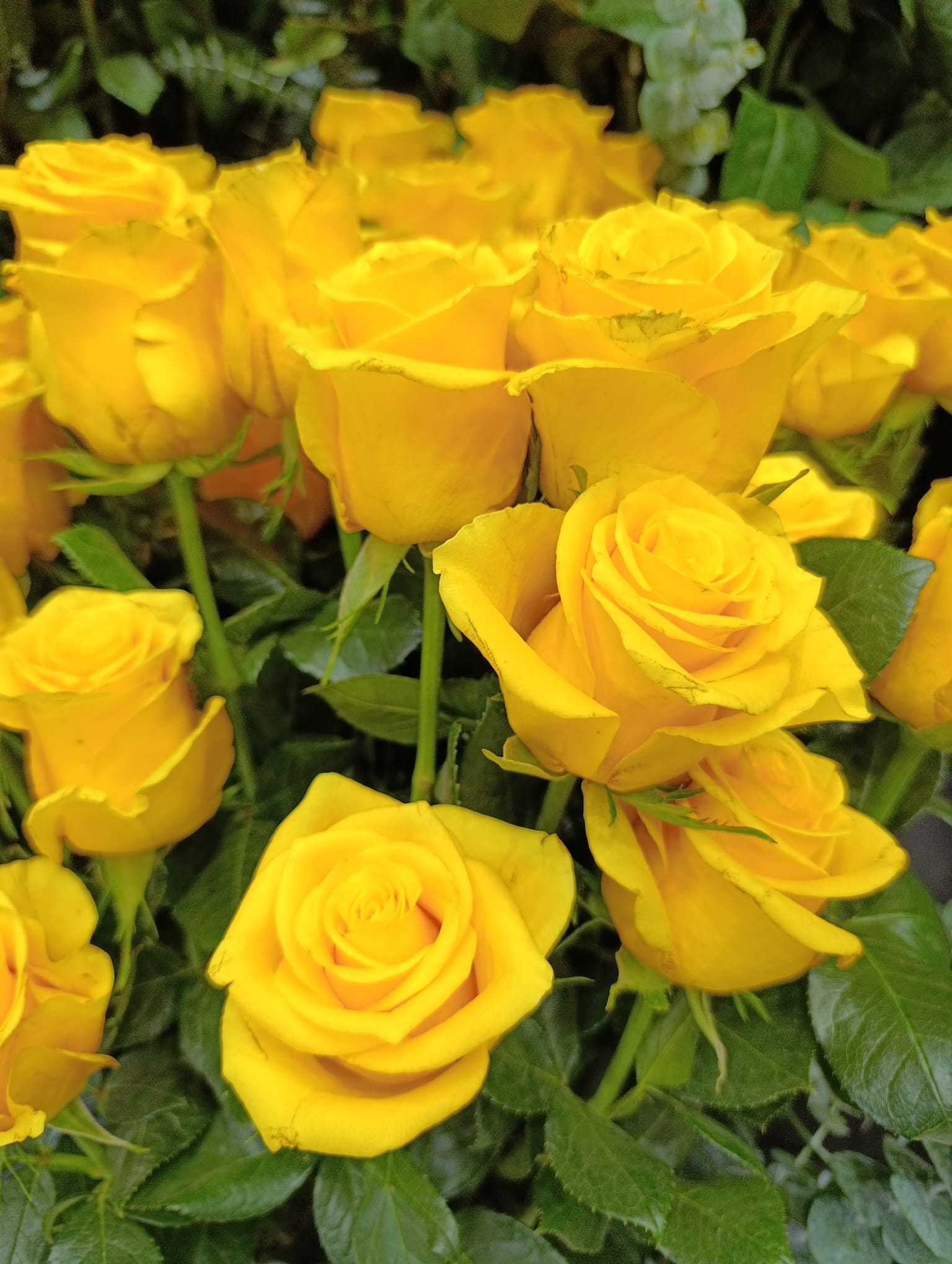 Exportação de Flores do Quénia e Etiópia para Angola, Moçambique e Portugal