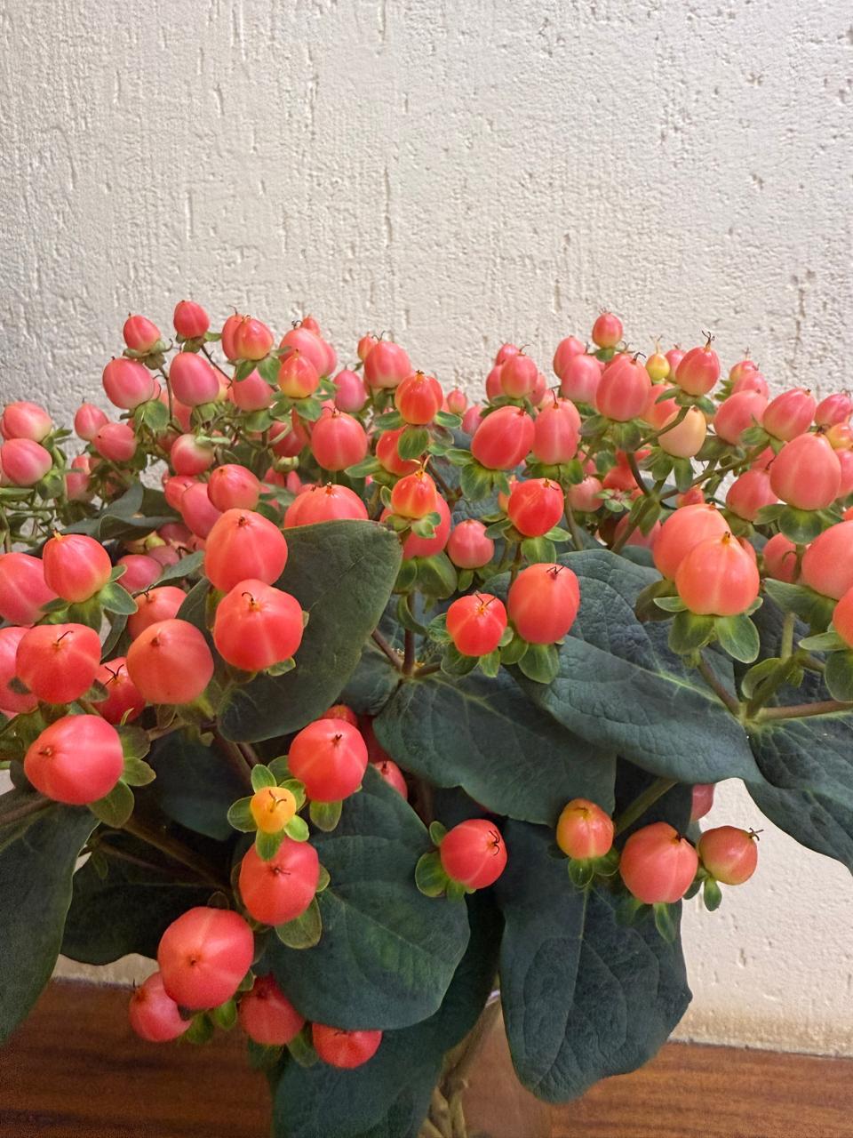 Exportateur de Fleurs en Gros du Kenya et d’Éthiopie vers l’Afrique Francophone