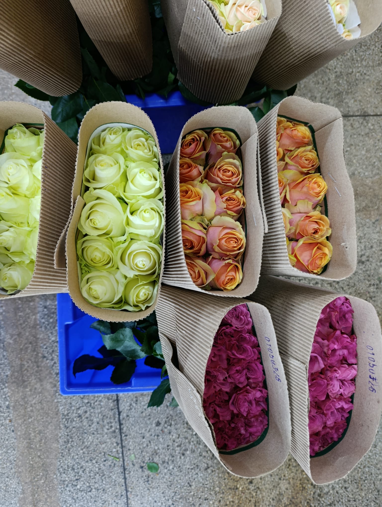 Kenya Flower Exports Disrupted: How the Iran War Is Impacting Global Supply Chains