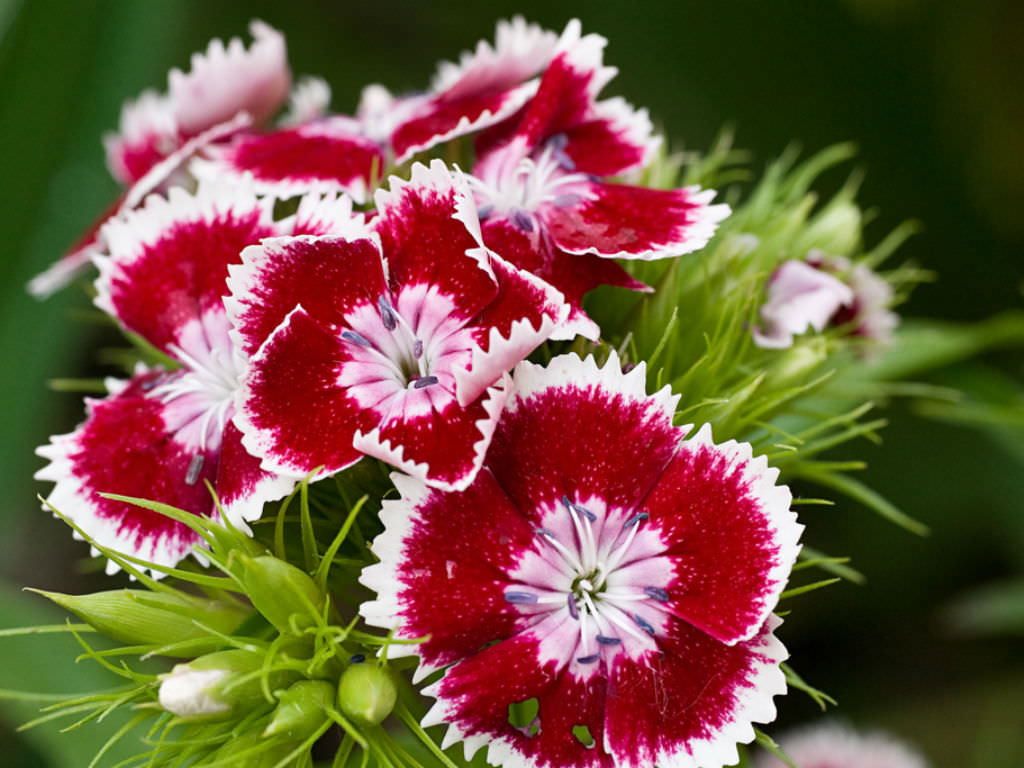 Why More African Flower Importers Are Choosing Kenya and Ethiopia for Fresh Flower Supply