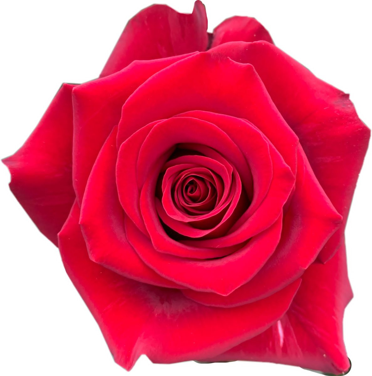 Importazione di Fiori in Italia: Nuove Opportunità per Fioristi, Wedding Planner e Grossisti