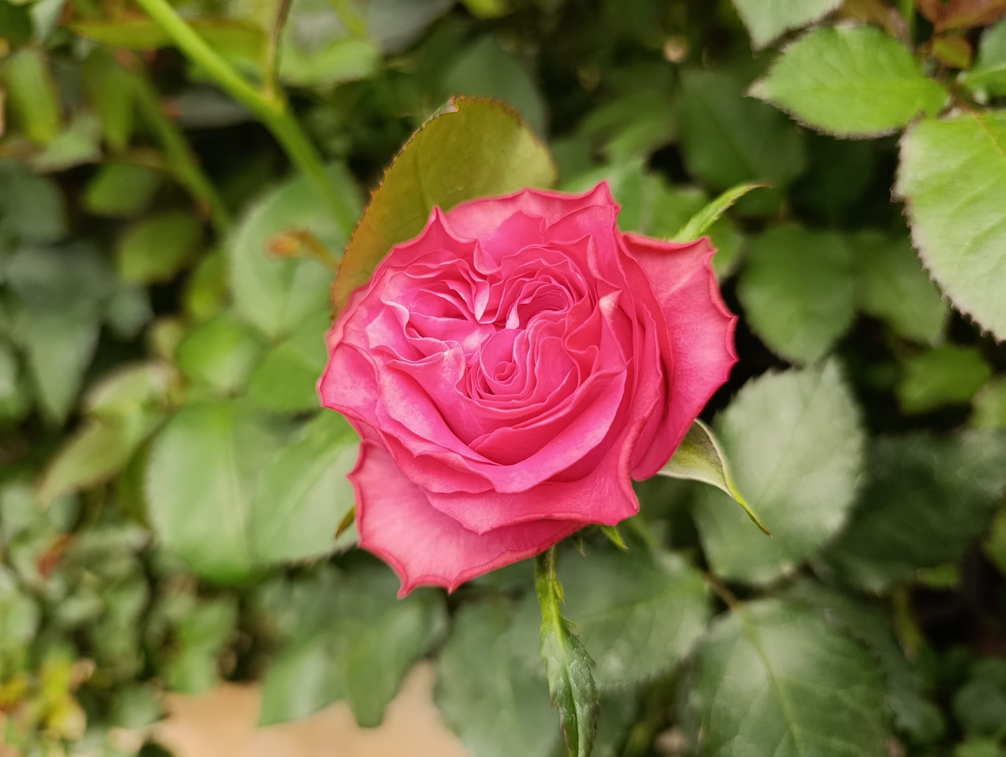 Georgia Flower Market Opportunities for Kenyan and Ethiopian Roses
