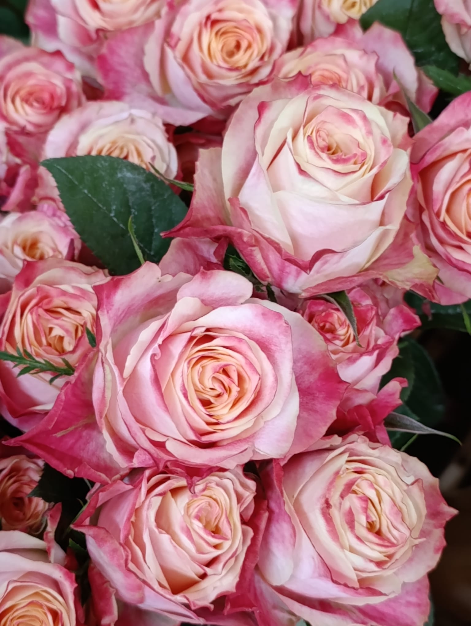 Importing Flowers to Uzbekistan from Kenya and Ethiopia