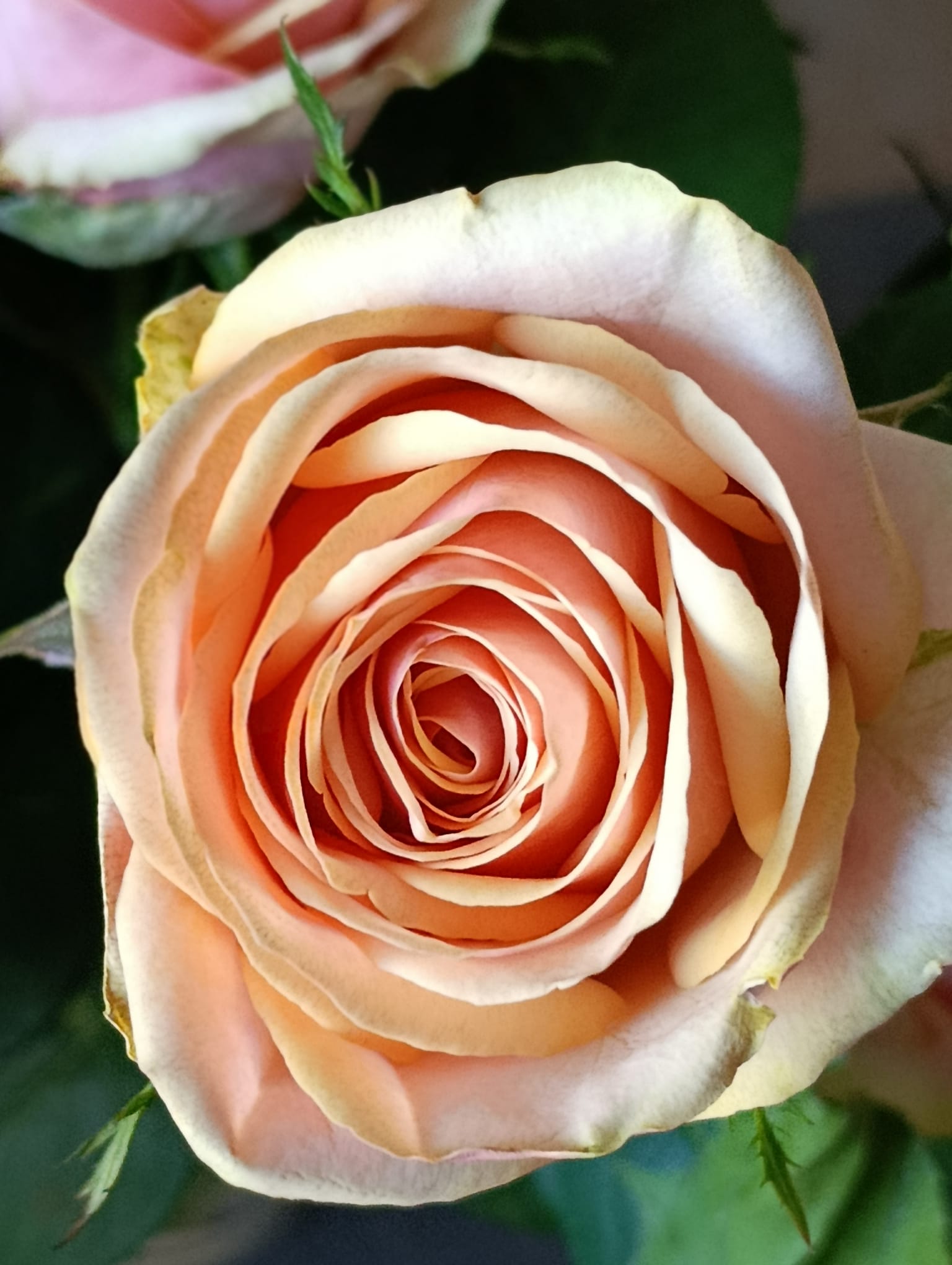 Importing Fresh Flowers to Nigeria from Kenya and Ethiopia