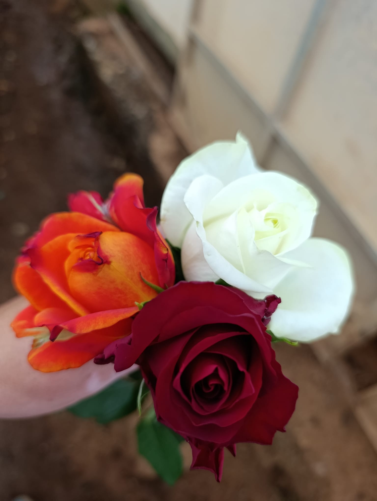 Where Does Nigeria Source Flowers From? A Guide for Wholesale Buyers