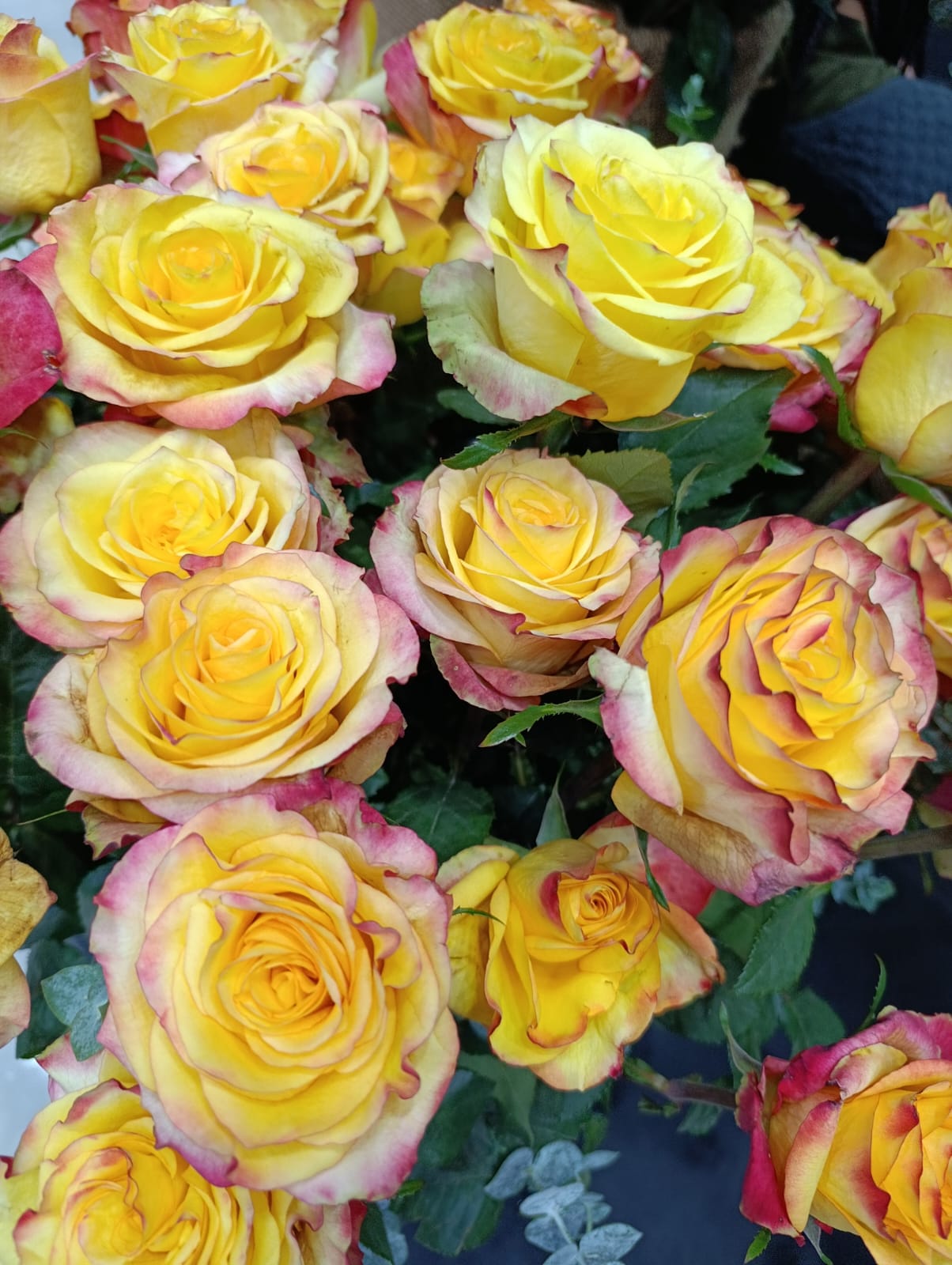 Kenya or Ethiopia: Which Origin Is Better for African Flower Importers?