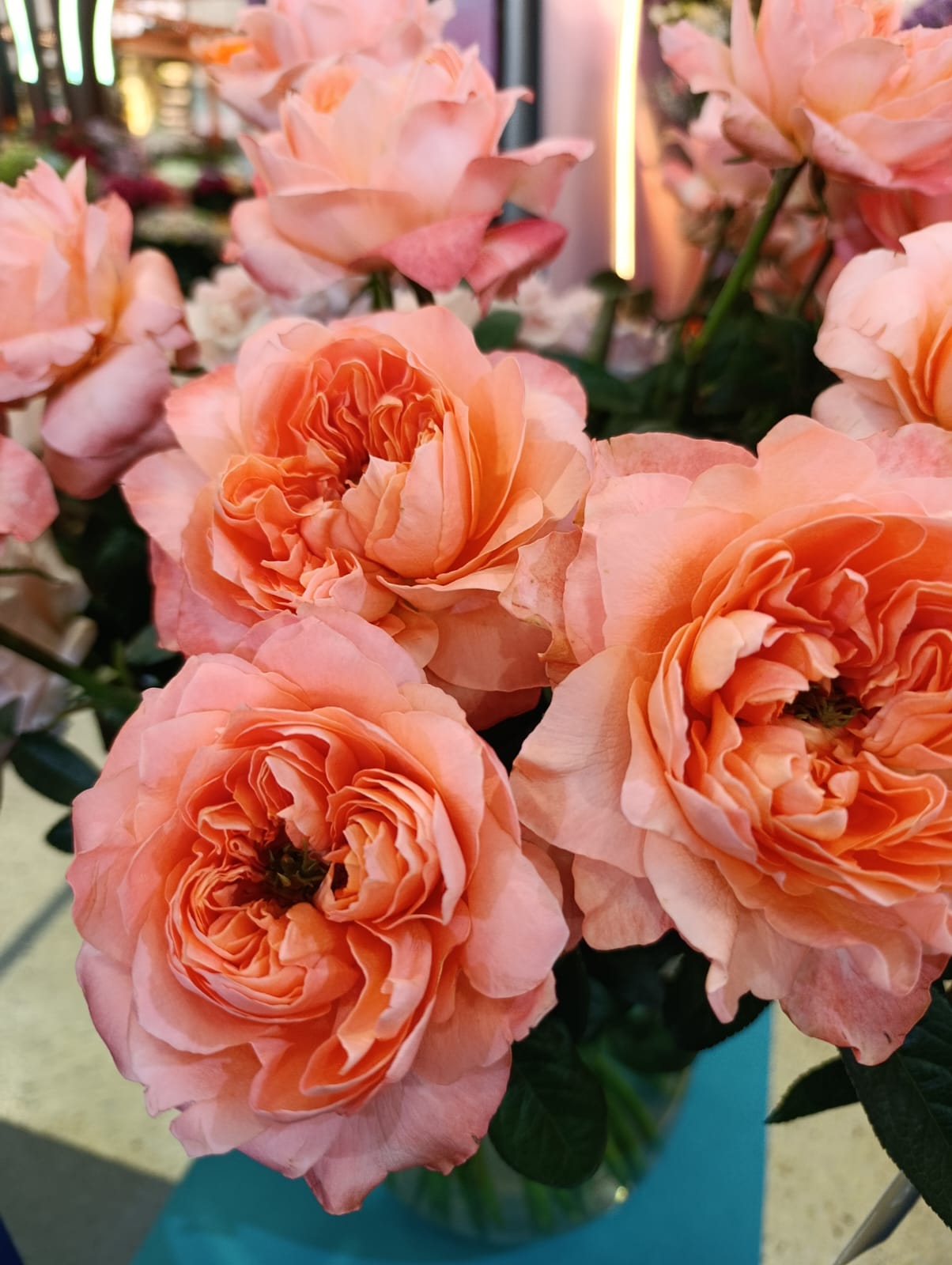 Import Fresh Flowers to Zambia from Kenya and Ethiopia