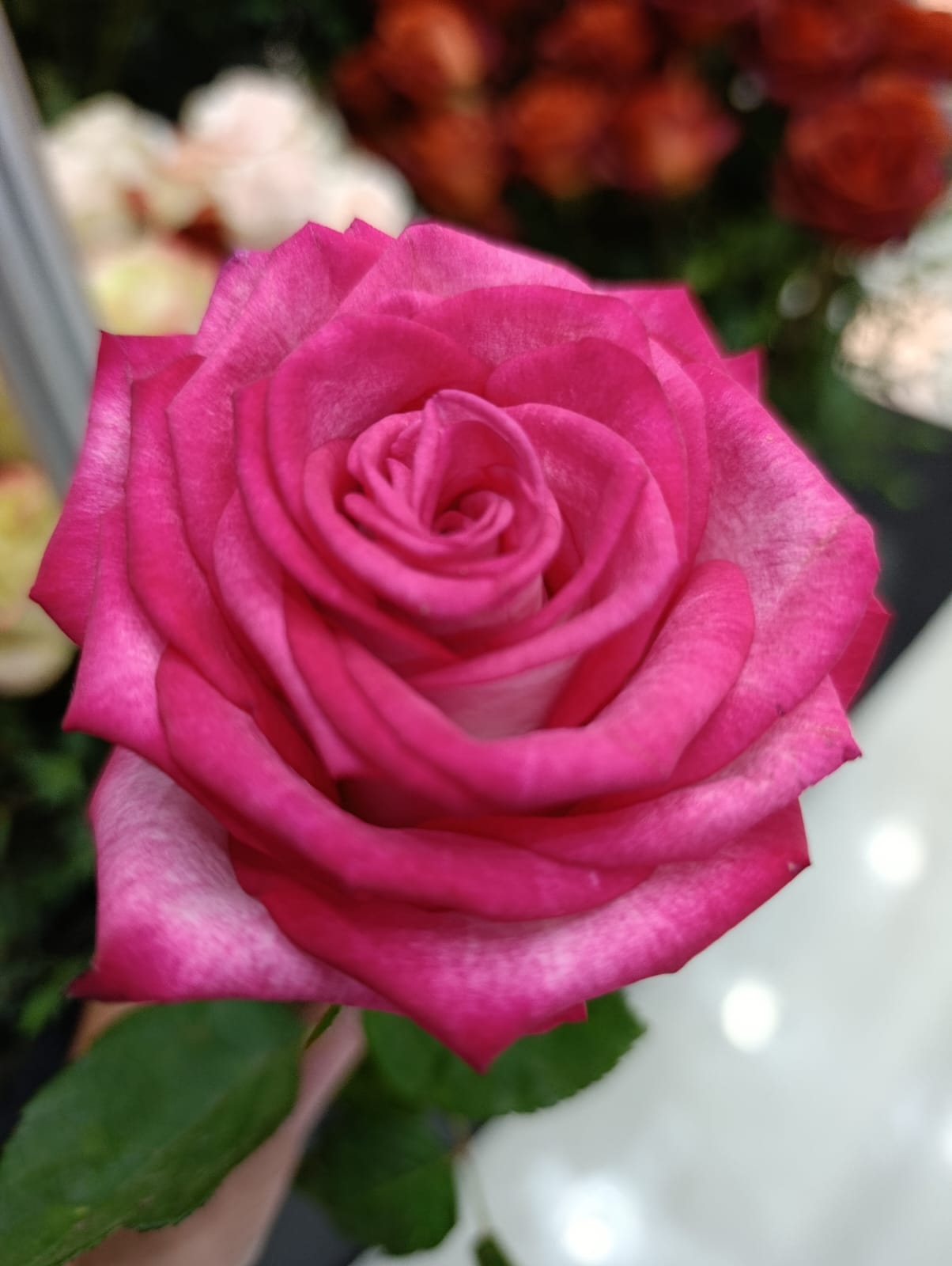 Exporter des fleurs fraîches vers le Congo-Brazzaville depuis le Kenya et l’Éthiopie