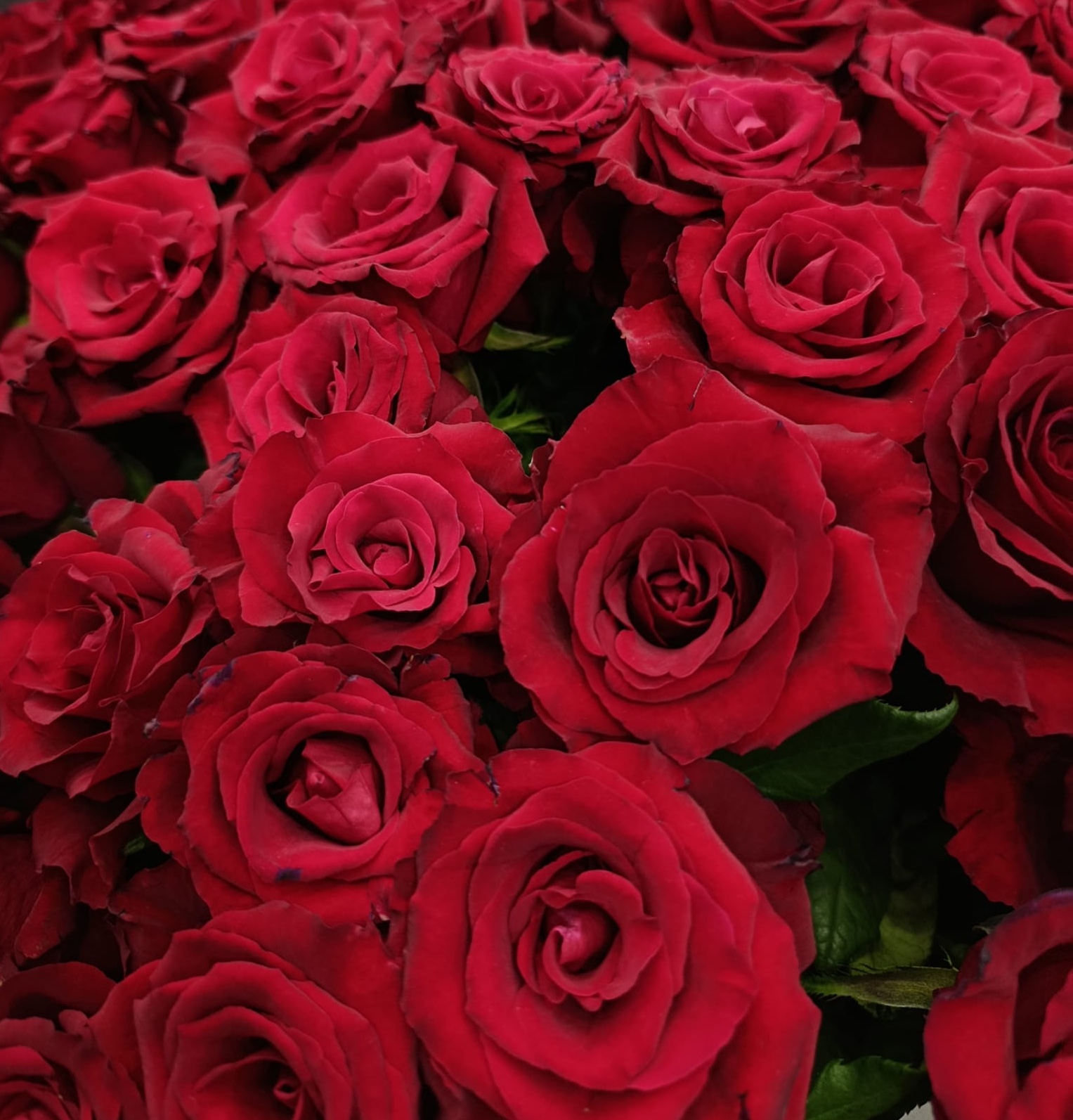 Importing Fresh Flowers into Qatar from Kenya and Ethiopia