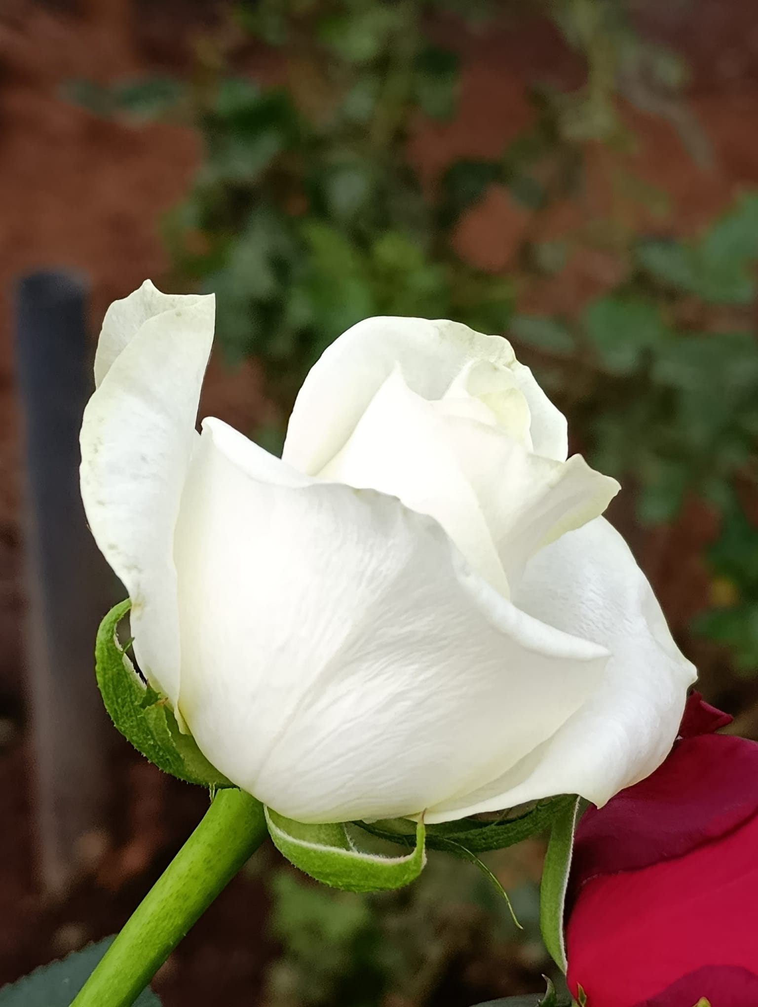 The Kuwait Flower Market: Importing Roses from Kenya and Ethiopia