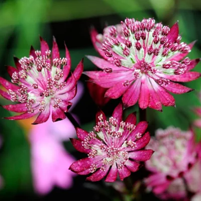 How Many Flowers Fit in an Export Box? A Packing and Airfreight Guide for Importers