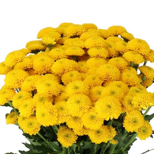 Flower Import Calendar: When to Order for Valentine’s Day, Mother’s Day, Eid and Christmas