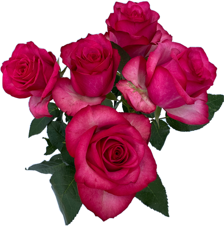 The German Flower Market: Supply Sources, Trends, Opportunities, and Challenges