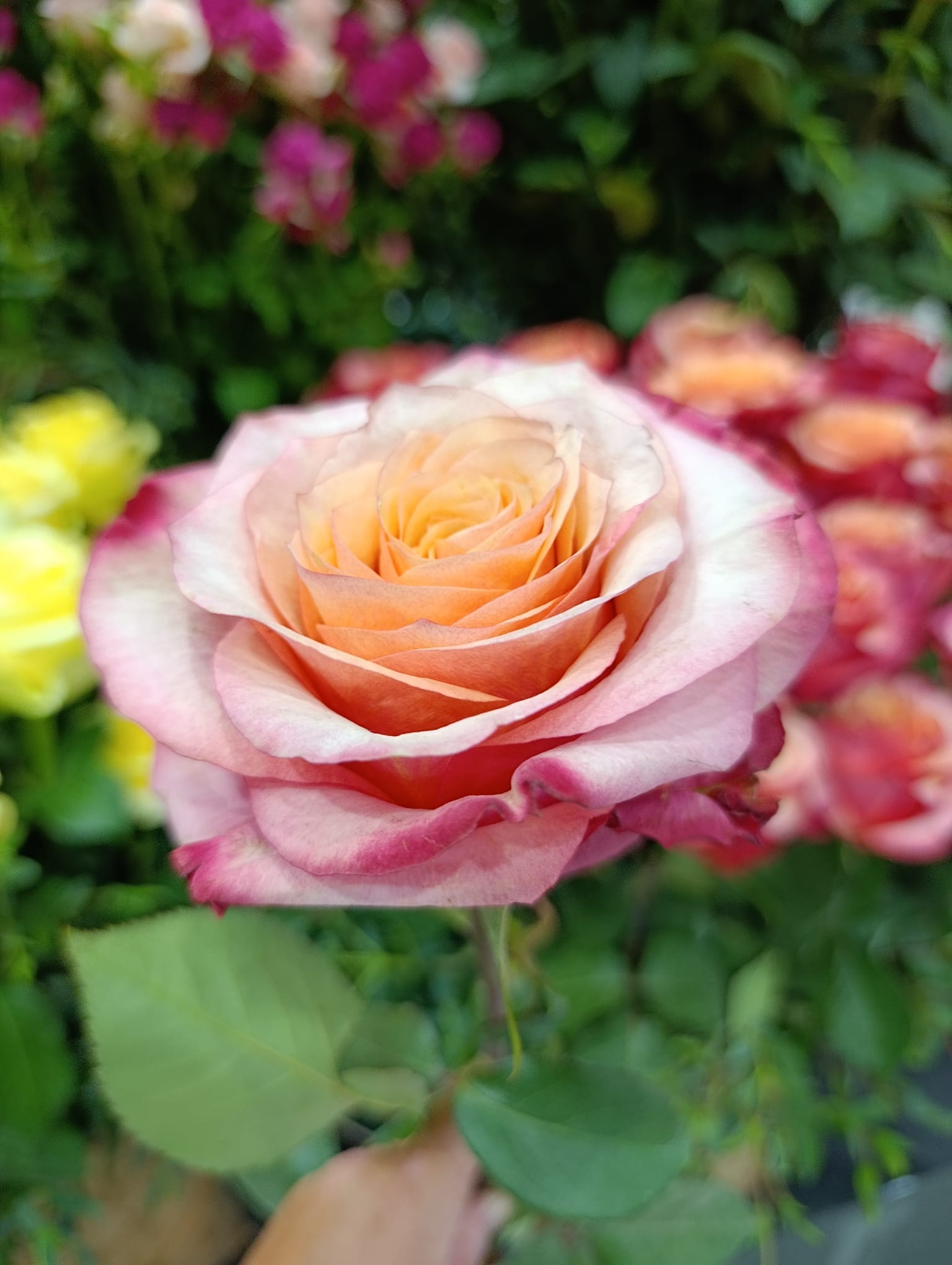 The Flower Market in Saudi Arabia: Opportunities, Challenges, and Direct Sourcing Solutions