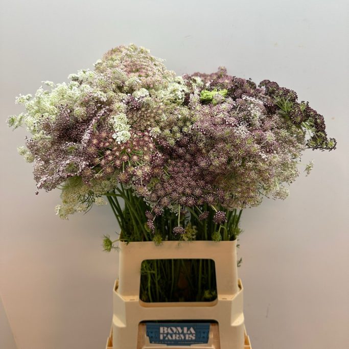 Daucus Carota Dara