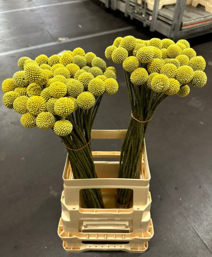 Ramos de flores amarillas con cabezas redondas en una caja de almacenamiento.