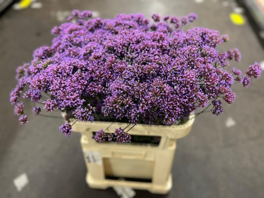 Verbena Purple