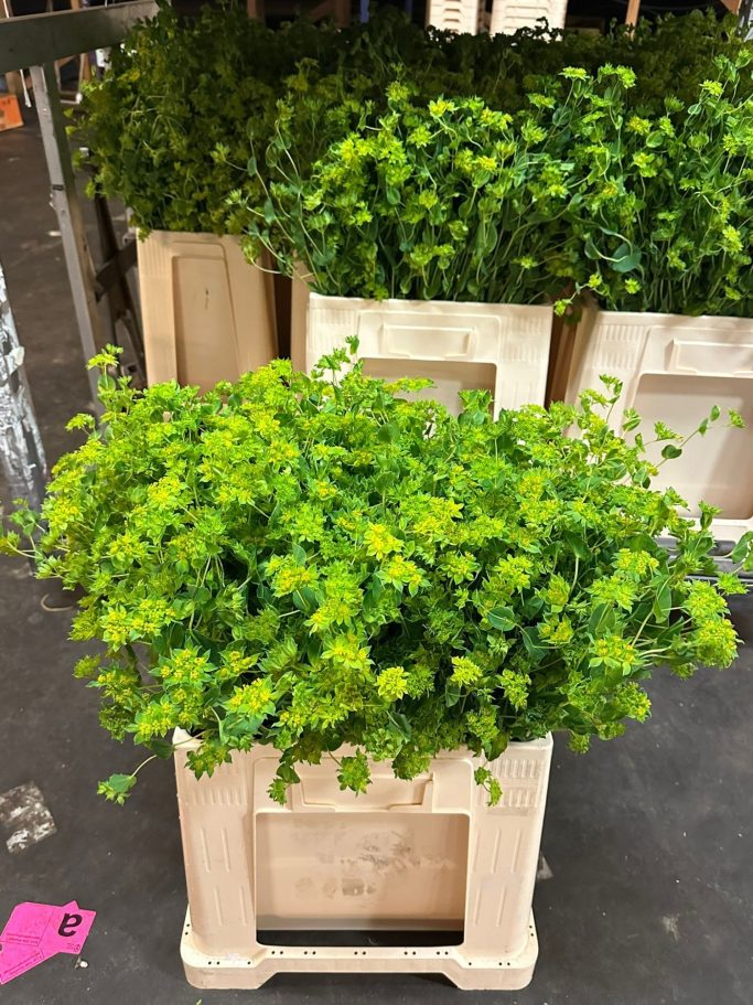 Macetas de cilantro verde brillante en cajas de madera.
