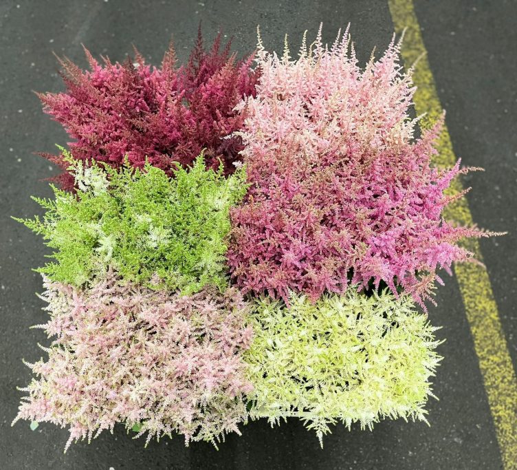 Astilbe