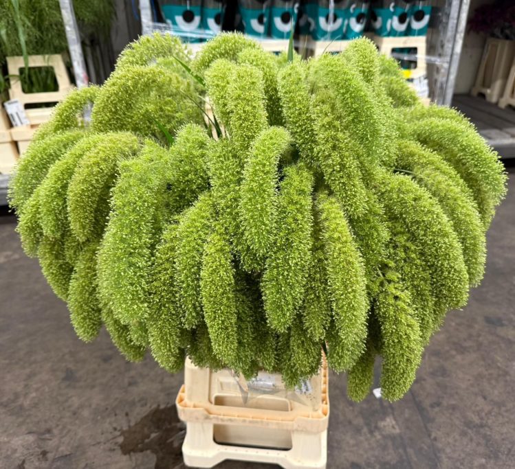 Setaria Volle Melk