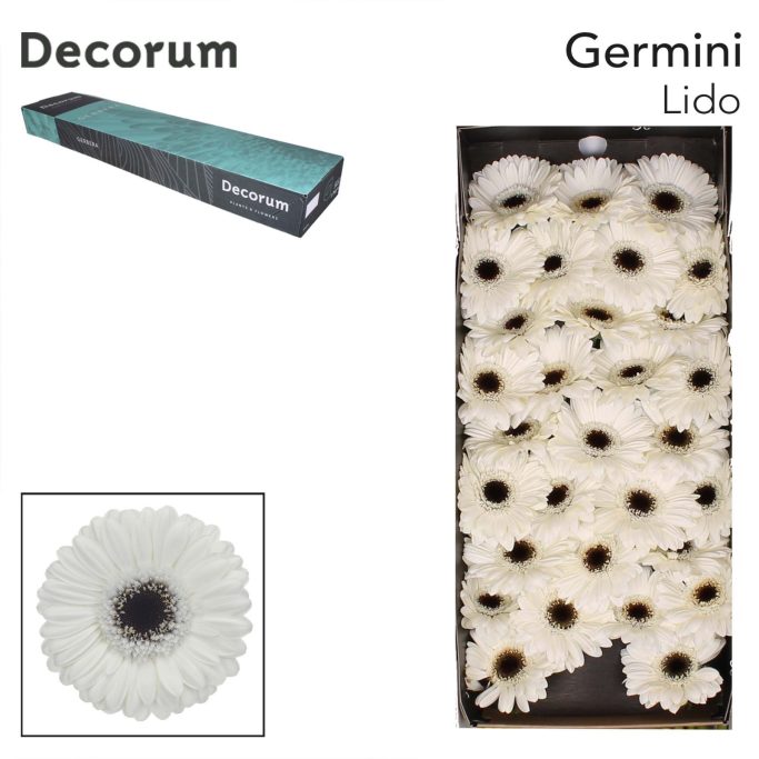 Gerbera