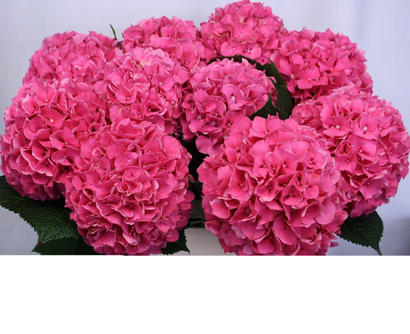 Hortensia